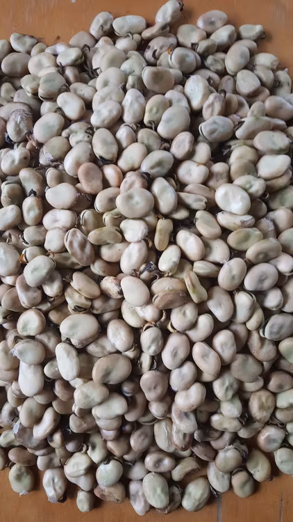 Nylands-Nisse, bondböna