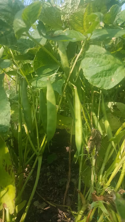 Gulböna från Östergarn, kokböna