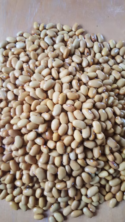 Gulböna från Östergarn, kokböna