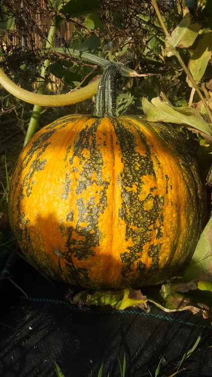 Lady Godiva, nakenfröpumpa