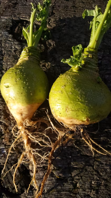 Kålrot, Wilhelmsburger