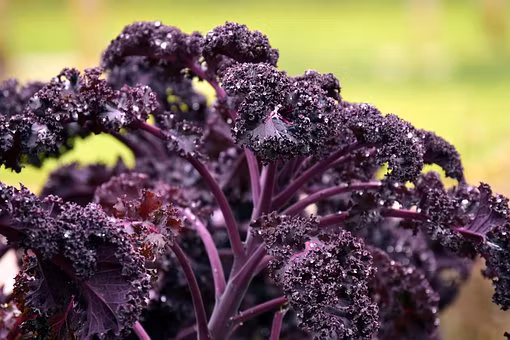 Roter Grünkohl, grönkål