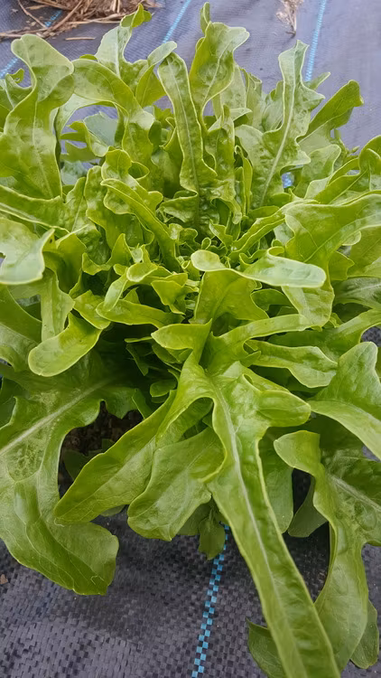 Cerbiatta, ekbladssallat