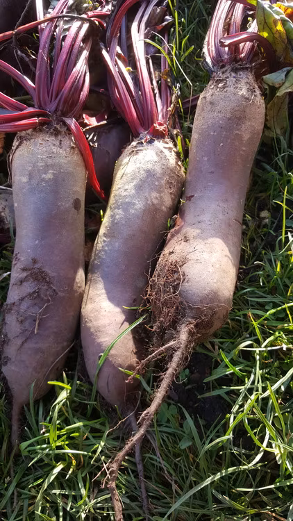 Foniro, cylindrisk rödbeta