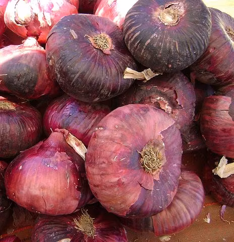 Rouge de Genéve, rödlök