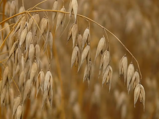 Stormogul II, svarthavre