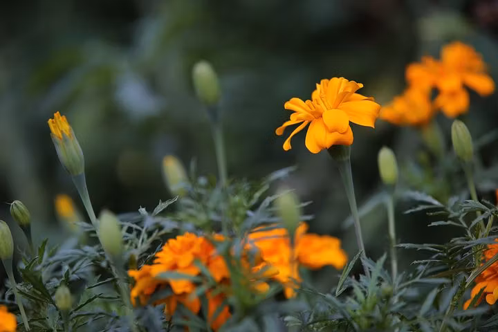 Nematod bekämpning, Tagetes