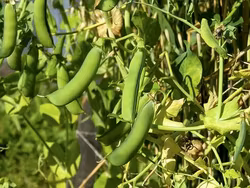 Prince Albert, spritärt