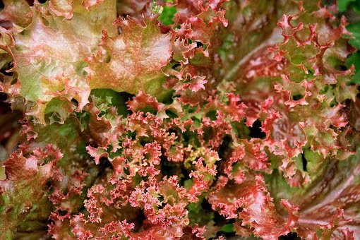 Abby Red, plocksallat