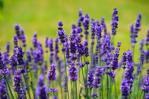 Lavendel