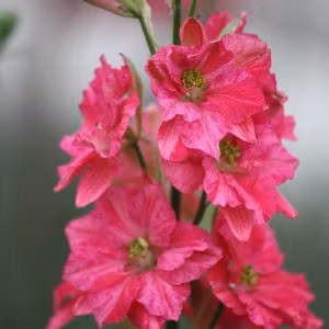 Romersk riddarsporre