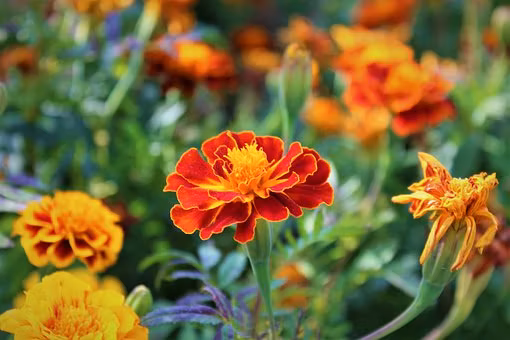 Linnétagetes