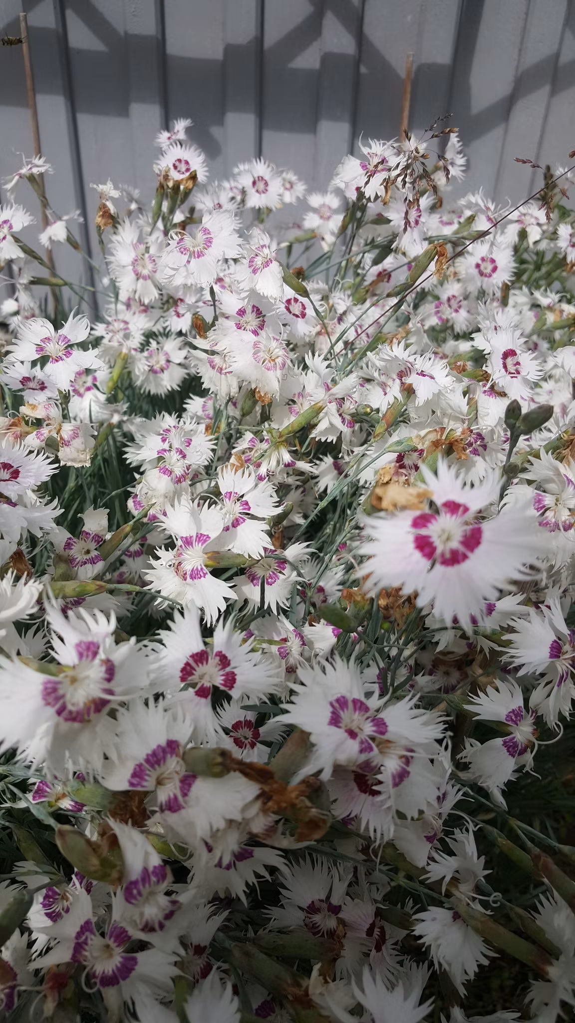 Fjädernejlika, Marieberg