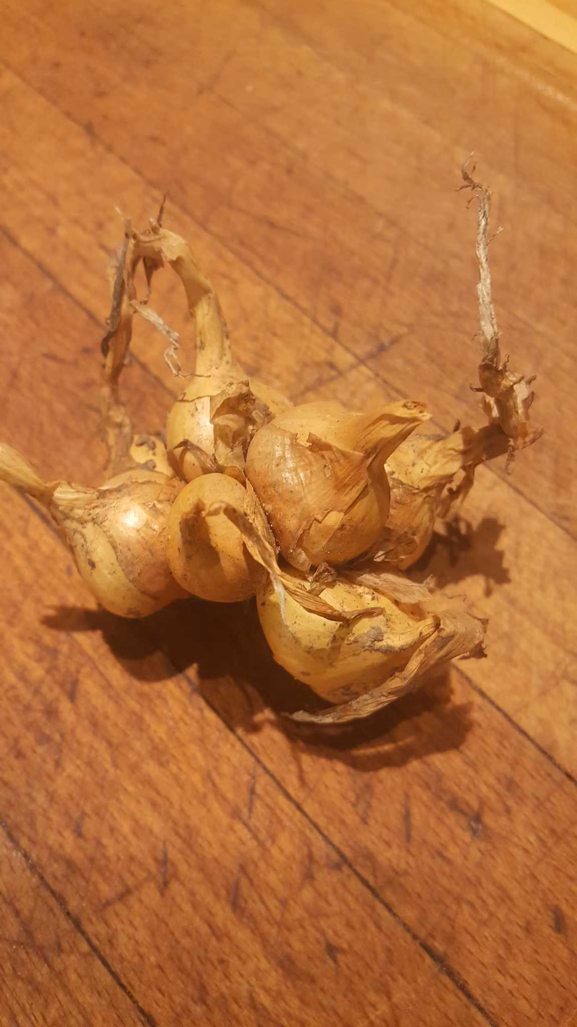 Råneälvdalen, potatislök