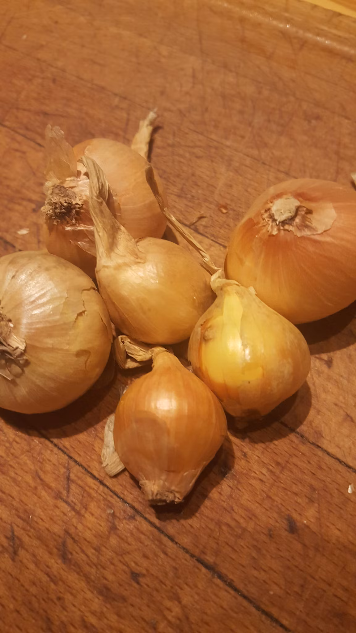 Krasslök, potatislök