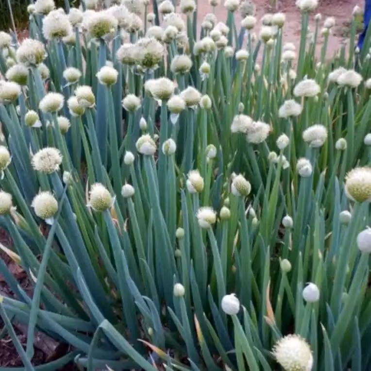 Mossby smedja, piplök