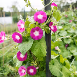 Purpurvinda, Crimson rambler