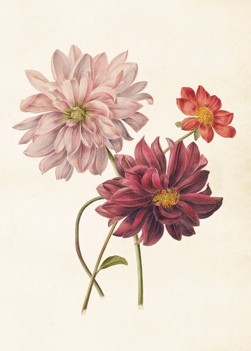 Poster vintage Dahlia, 50x70 cm