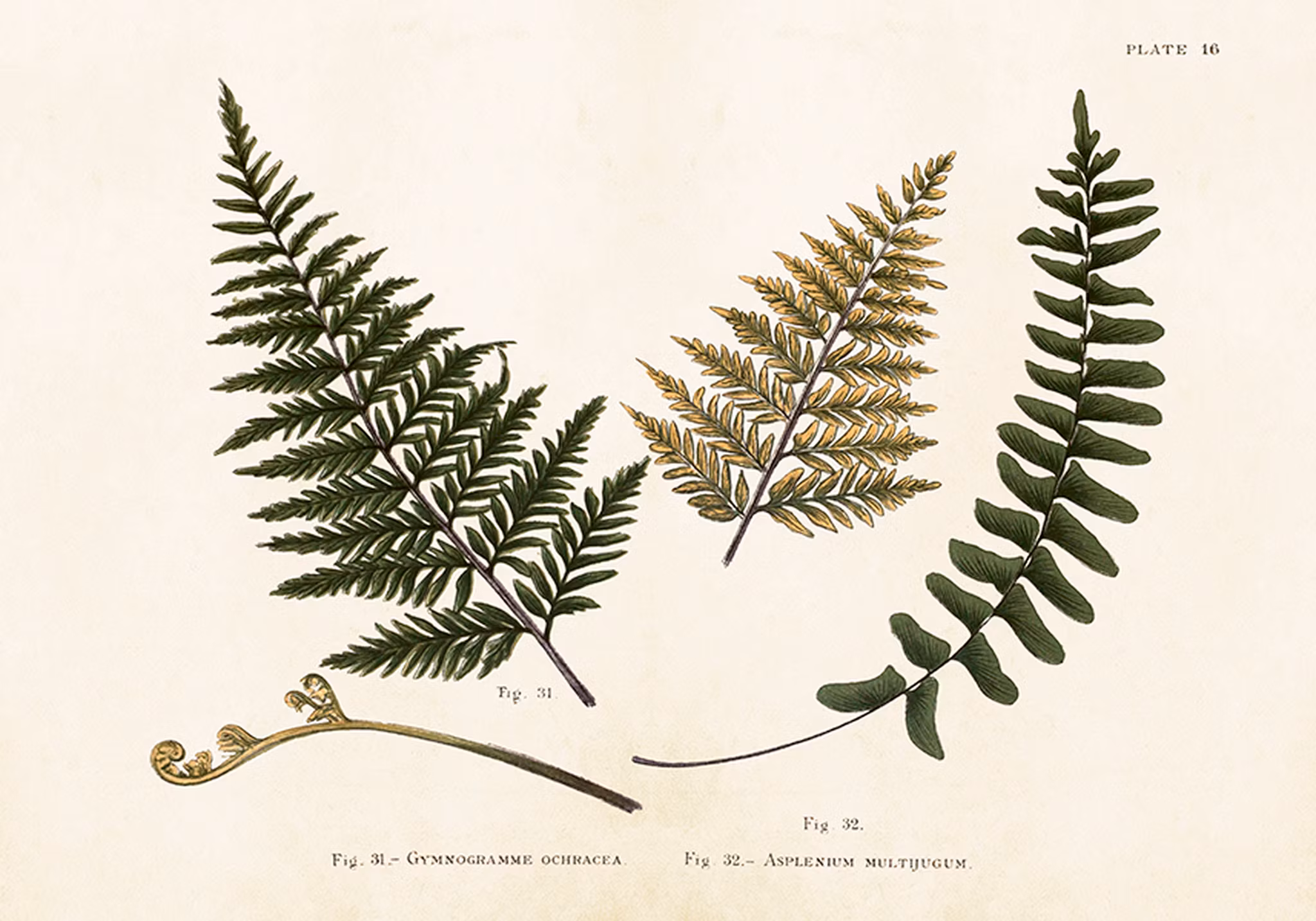 Poster vintage Ormbunkar, 50x35 cm