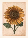 Poster vintage Solros, 18x24 cm