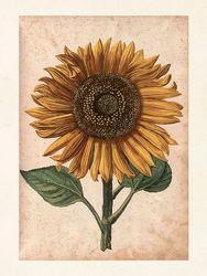 Poster vintage Solros, 18x24 cm