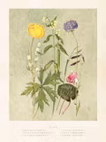 Poster vintage Sommarblommor, 18x24 cm