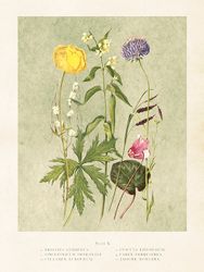Poster vintage Sommarblommor, 18x24 cm