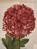Poster vintage Krysantemum, 18x24 cm