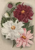 Poster vintage Dahlior, 50x70 cm