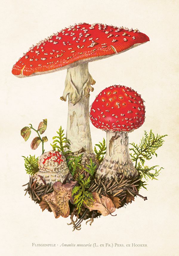 Poster vintage Flugsvamp, 35x50 cm