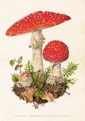 Poster vintage Flugsvamp, 35x50 cm
