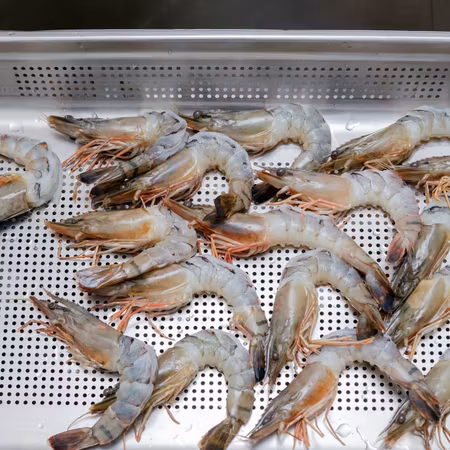 Exxent GN kantin 1/1-100, perforerad Rostfri