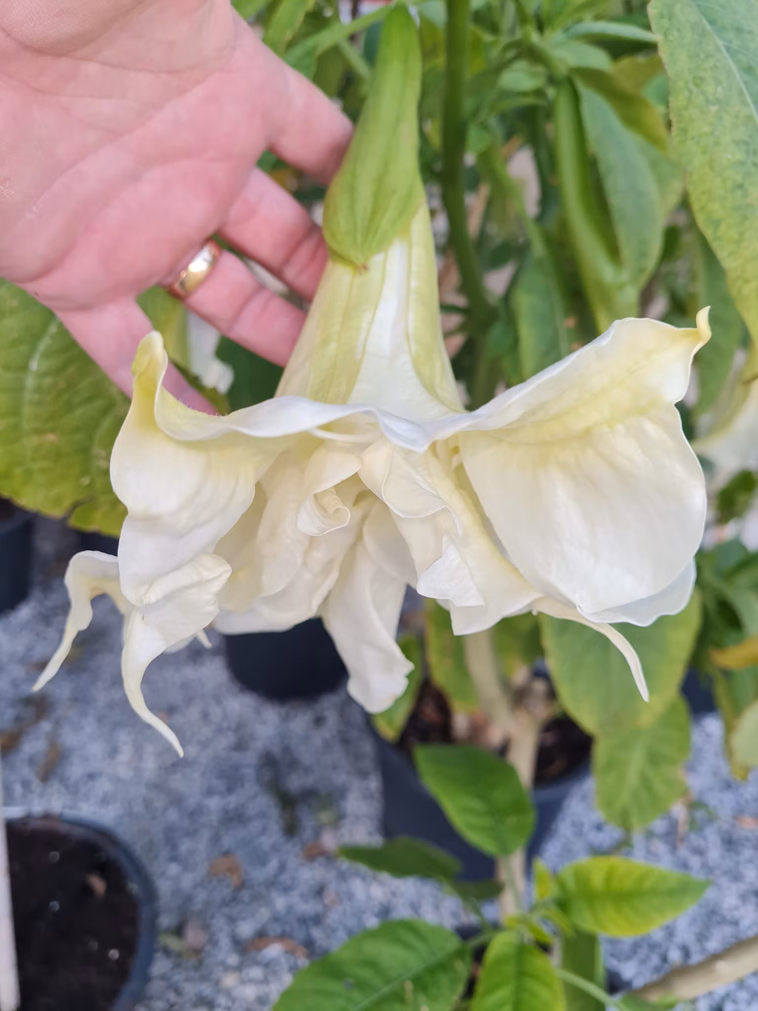 Änglatrumpet/Brugmansia - Ivonna