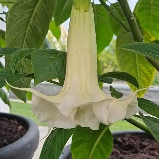 Änglatrumpet/Brugmansia - Ivonna