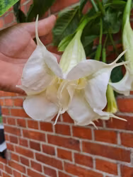 Änglatrumpet/Brugmansia - Ivonna XL