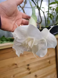 Änglatrumpet/Brugmansia - Ivonna XL