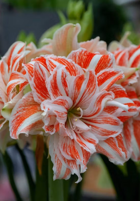 Kopia Amaryllis/Hippeastrum - Dancing Queen
