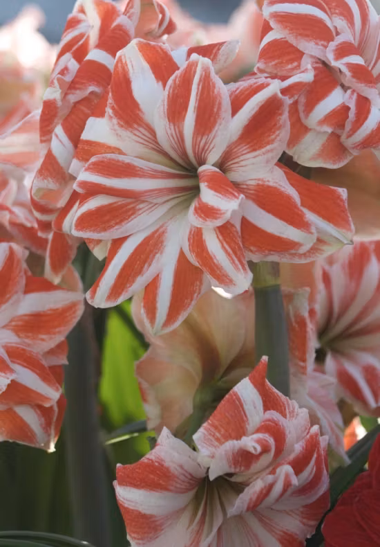 Kopia Amaryllis/Hippeastrum - Dancing Queen