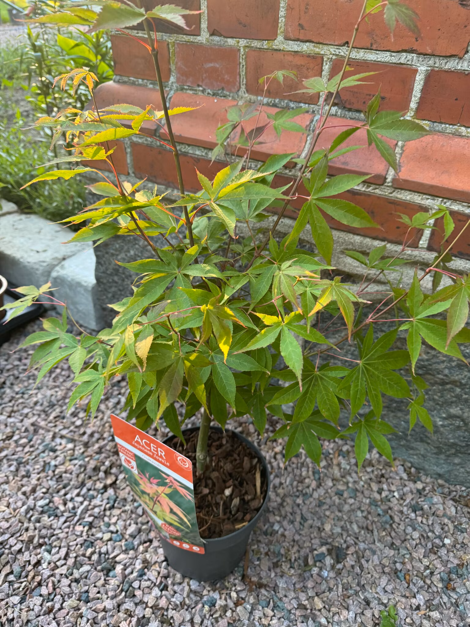 Acer/Japansk Lönn - Ôsakazuki