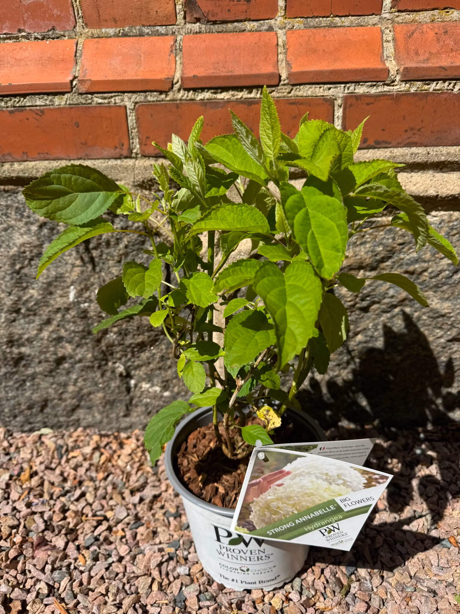 Hydrangea Arborescens/Vidjehortensia - Incrediball