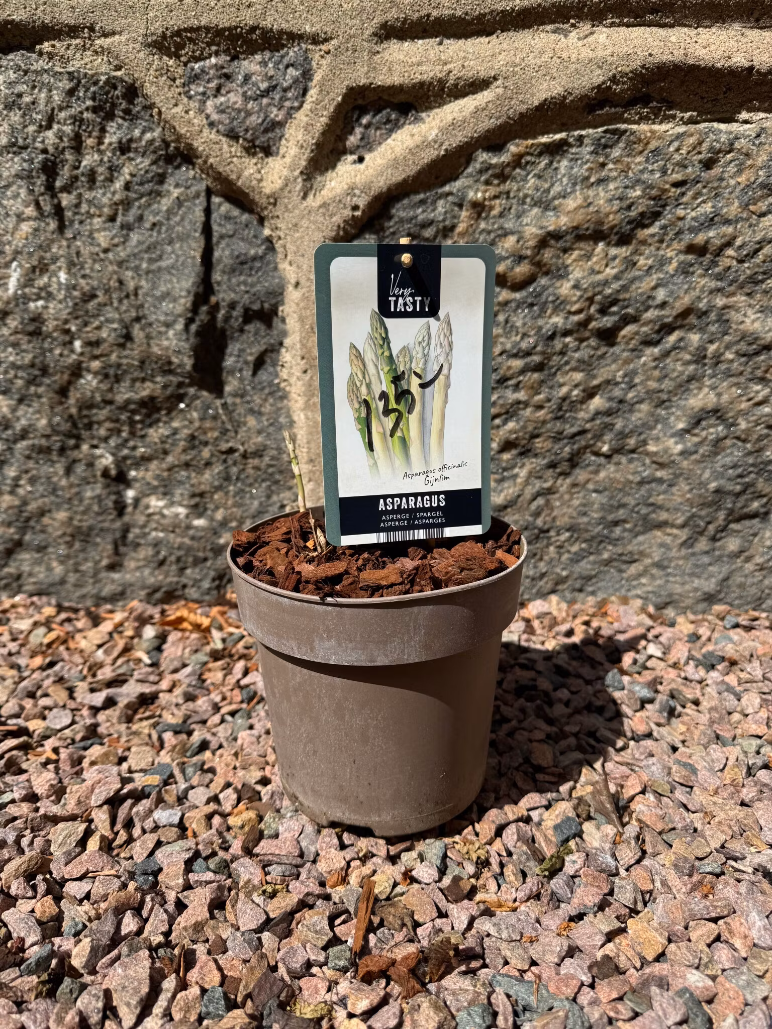 Sparris (Asparagus officinalis) - Gijnlim