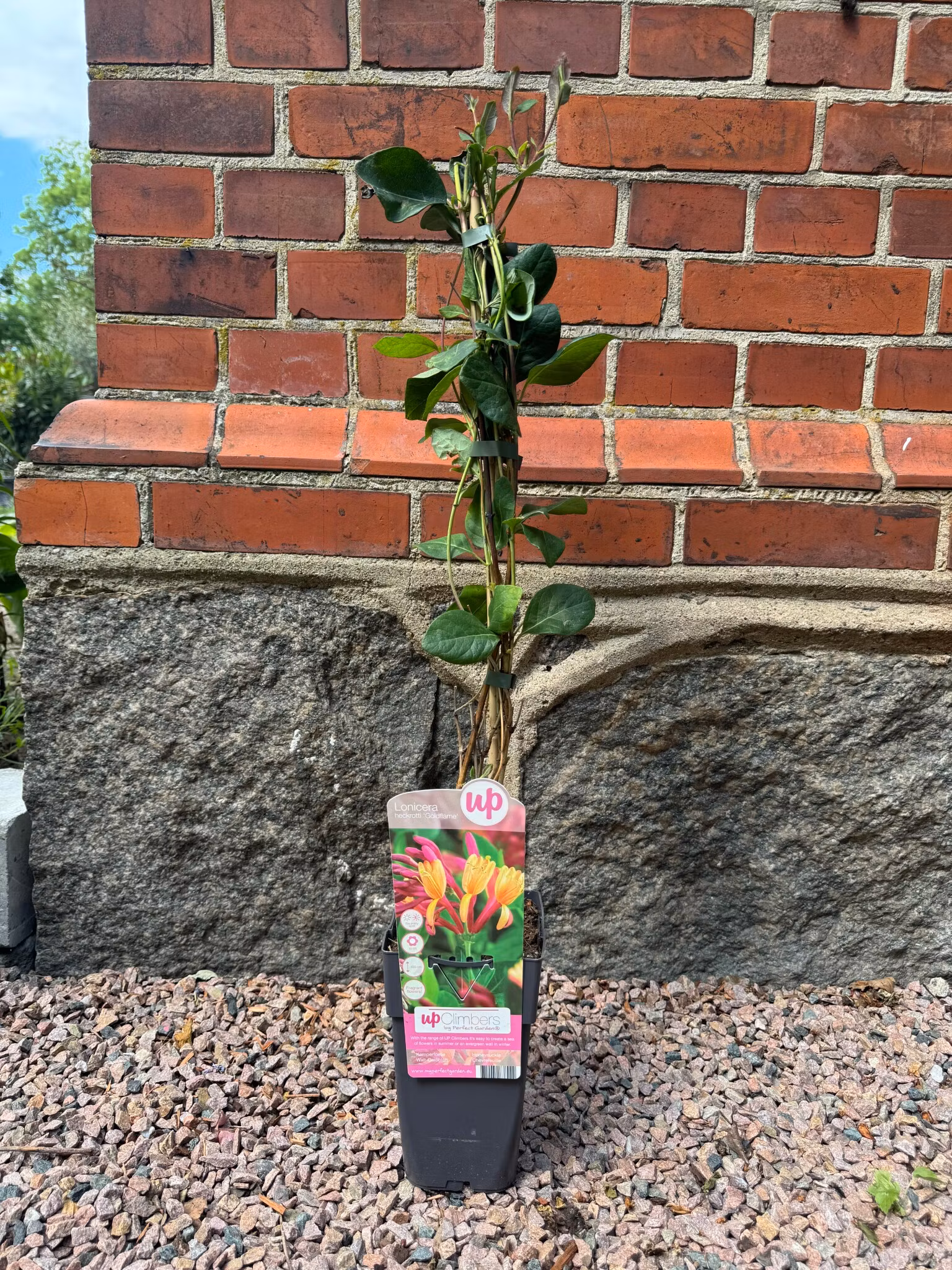 Lonicera Goldflame (Blomsterkaprifol)