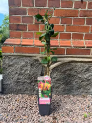 Lonicera Goldflame (Blomsterkaprifol)