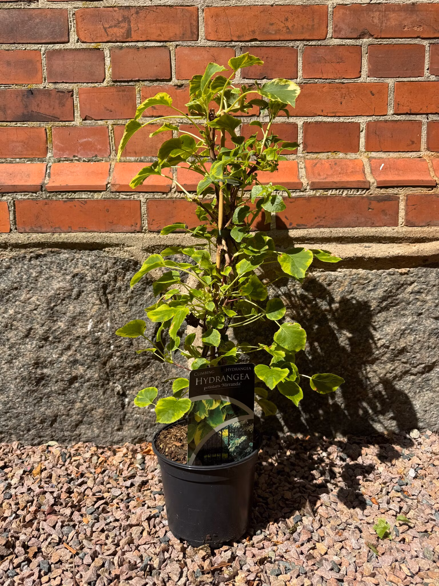 Hydrangea Anomala/Klätterhortensia - Mirranda