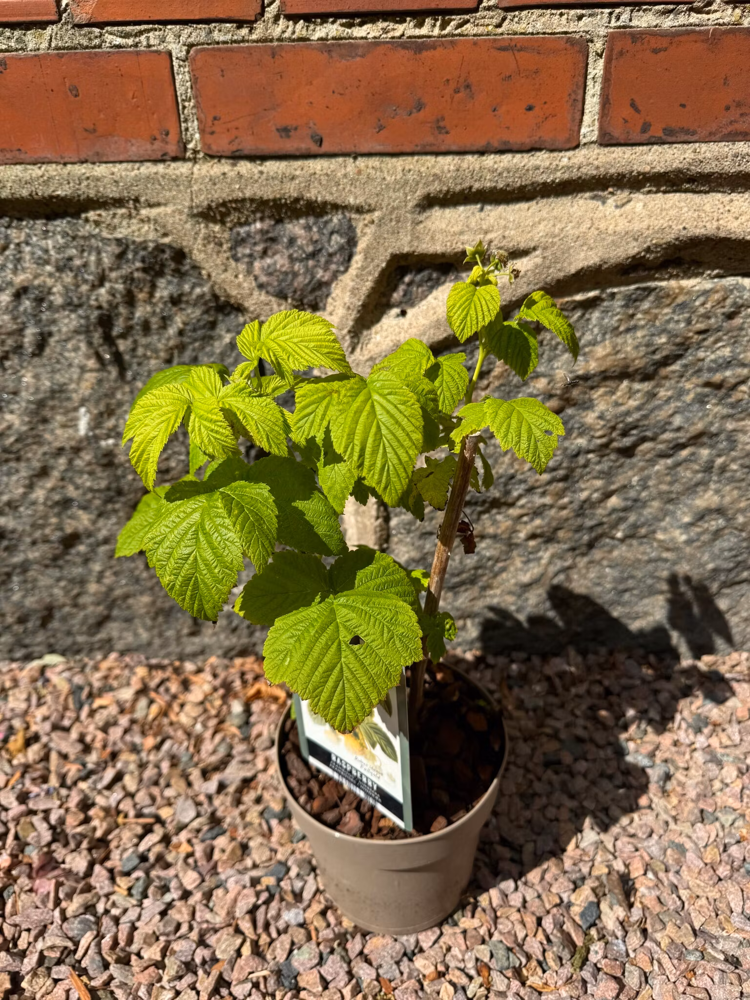 Hallon/Rubus Idaeus - Fallgold