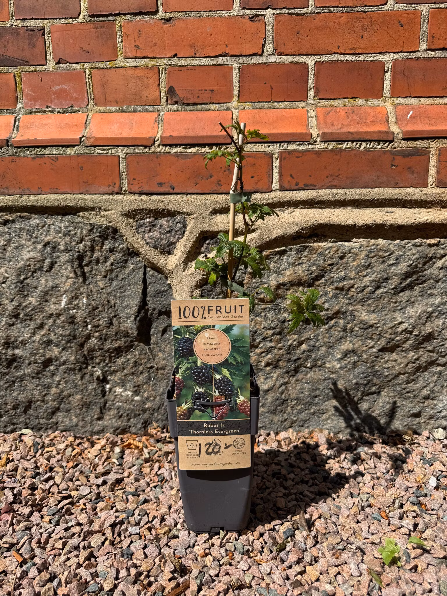 Björnbär/Rubus Fruticosus - Thornless Evergreen
