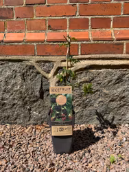 Björnbär/Rubus Fruticosus - Thornless Evergreen