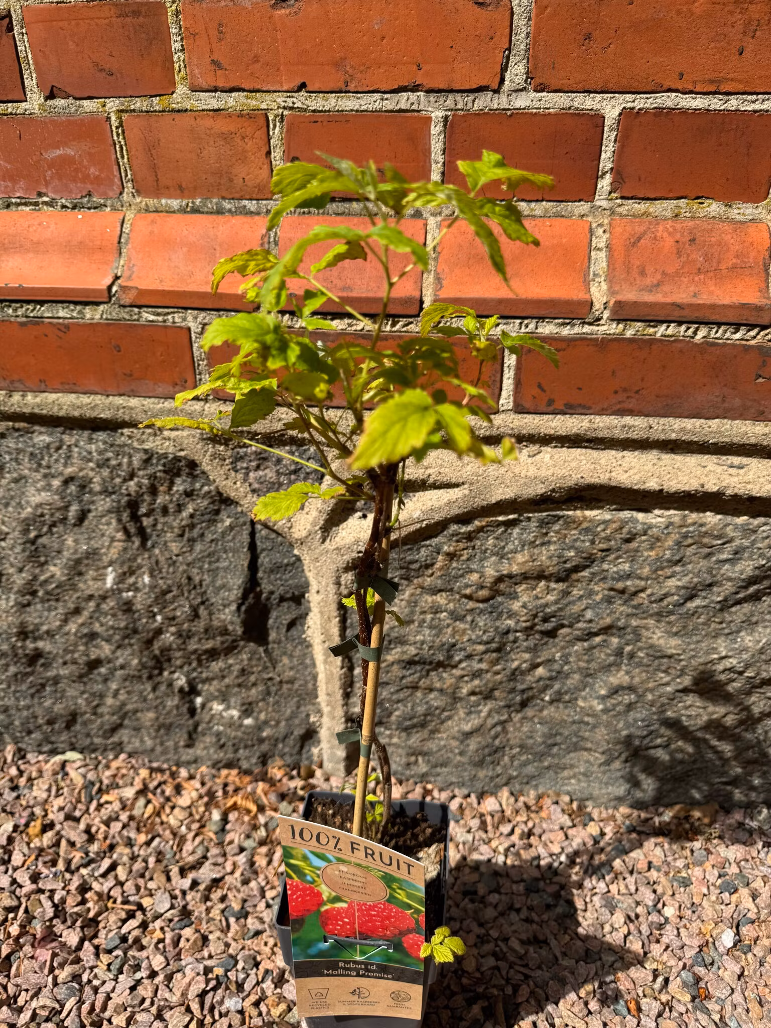 Hallon/Rubus Idaeus - Malling Promise