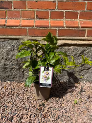 Passionsfrukt/Passiflora - Edulis