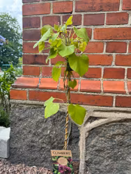 Aristolochia macrophylla (Pipranka)